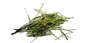 Igły sosny ​(Pinus sylvestris) suszone 