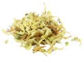 Jasnota_2-removebg-preview.png