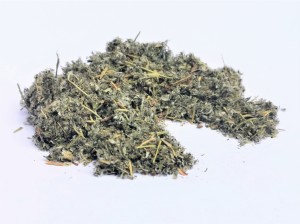 Srebrnik ziele, pięciornik gęsi - (Potentilla anserina )