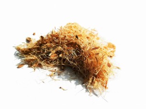 Wierzba kora - (Salix alba)