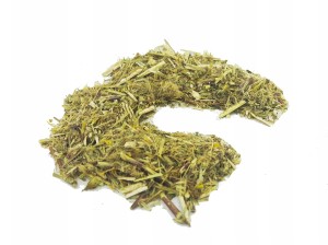 Nawłoć pospolita - (Solidago virgaurea)
