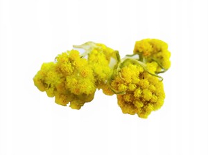 Kocanka kwiat - (Helichrysum arenarium)