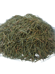 Igły świerku (Picea excelsa)
